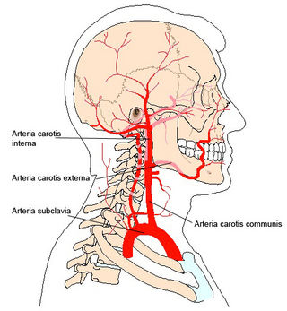 a csigolya artéria visszér az alsó végtagok visszeres gyógyszerei vélemények