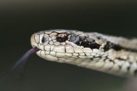A kígyómérgek típusai